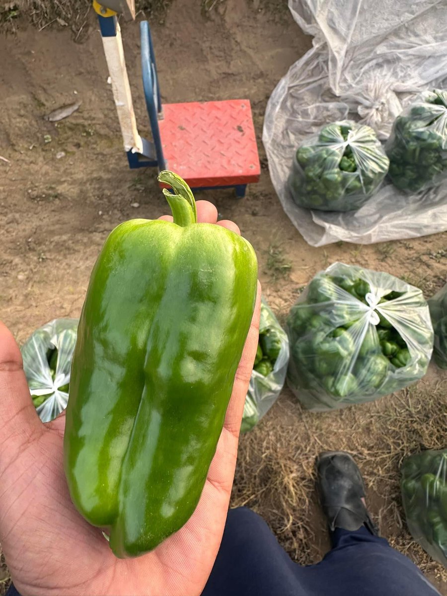 Success 🥬🫑🇸🇴.

Delighted to announce our achievement! With gratitude, we've achieved a consistent production of 5,000Kg of Vegatables weekly through innovative Smart farming methods. #AgriTech #Success"