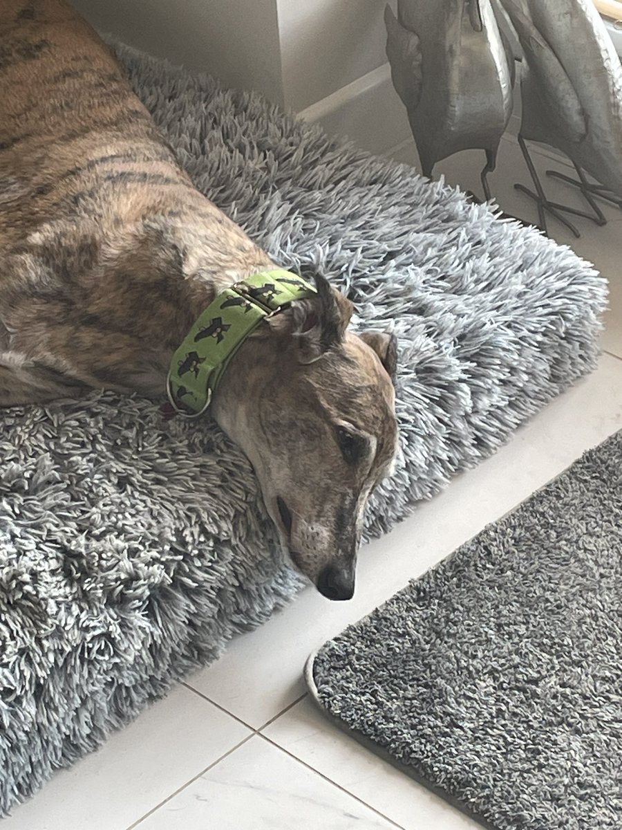 A rest after lots of zoomies. Happy Sunday! #houndsoftwitter