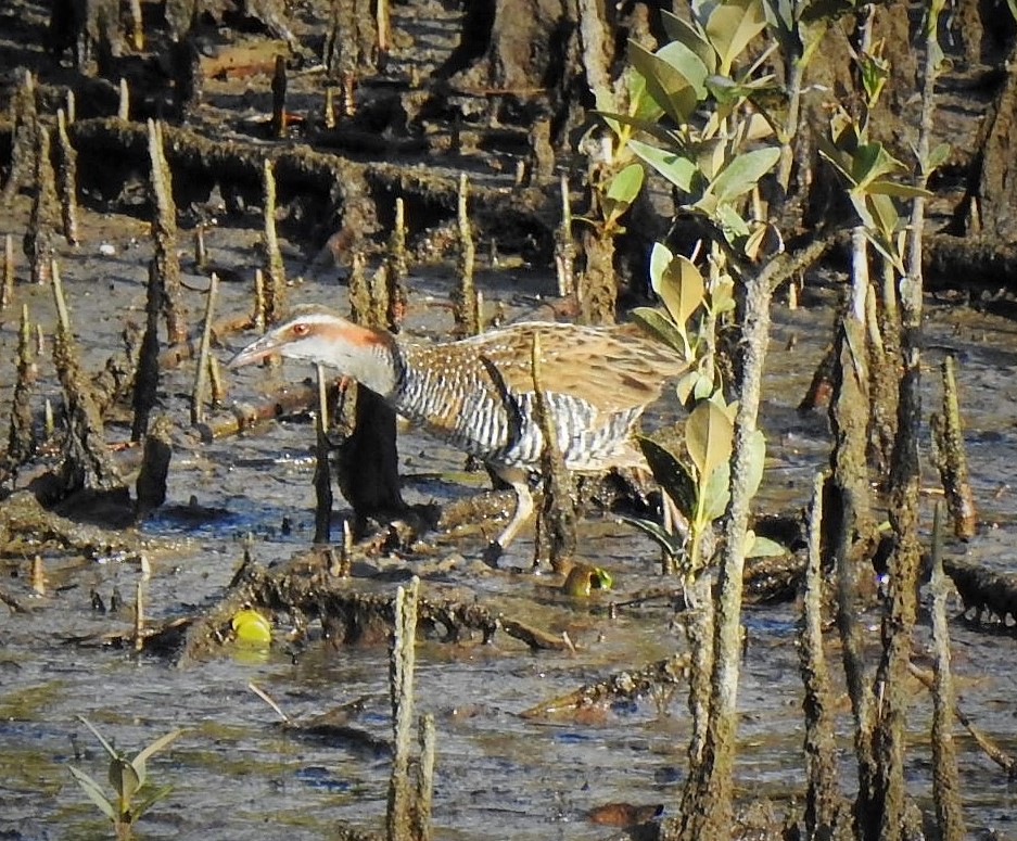 Jess Archer tweet media