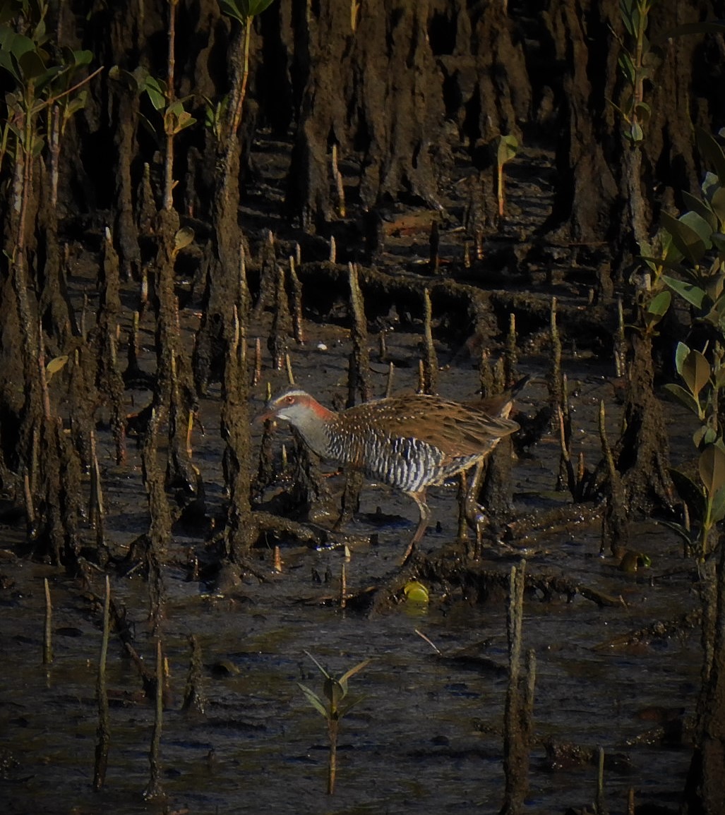 Jess Archer tweet media