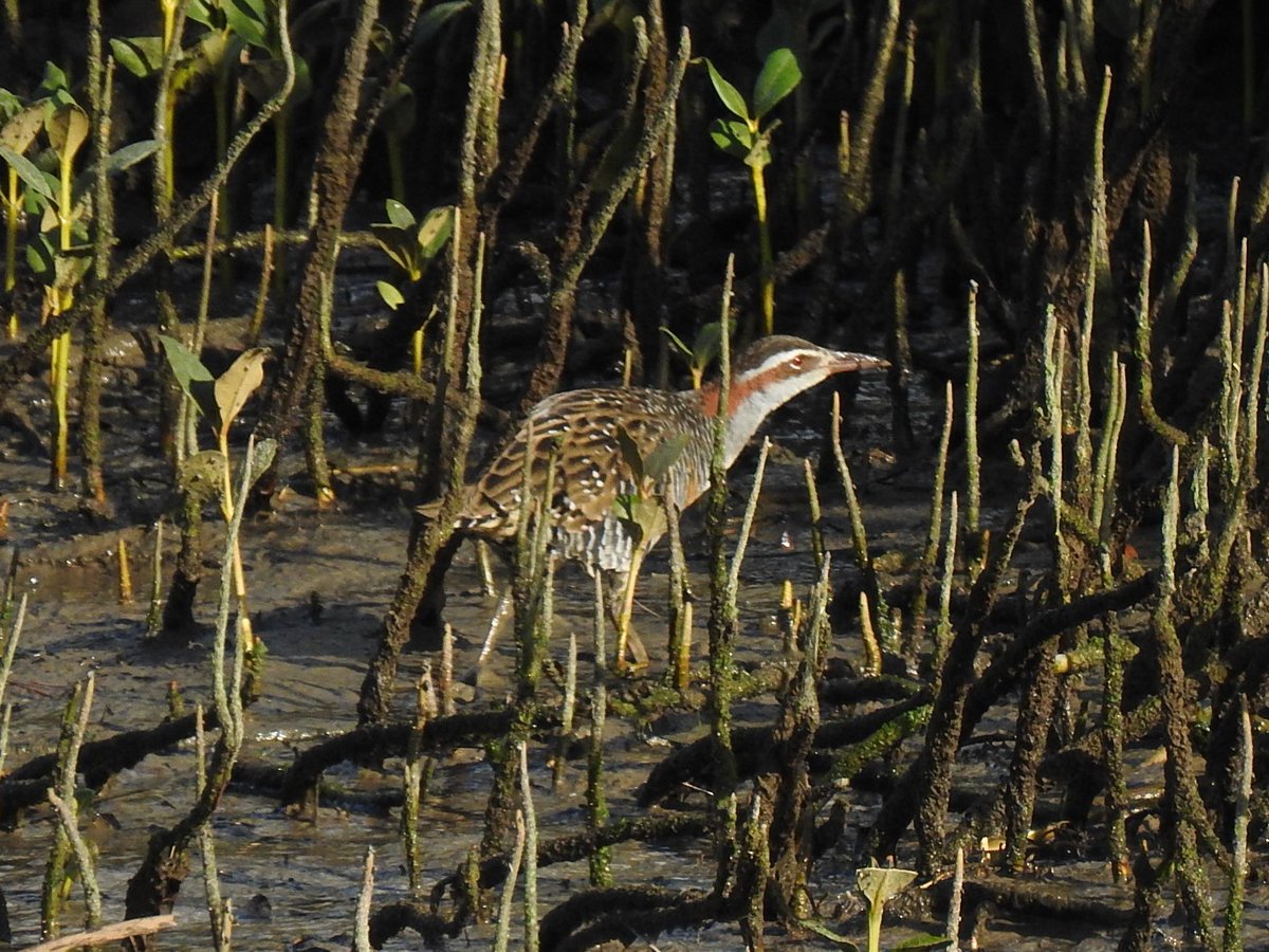 Jess Archer tweet media