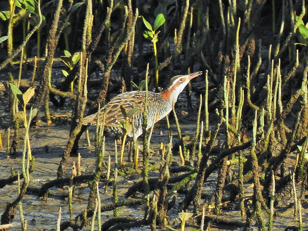 Jess Archer tweet media