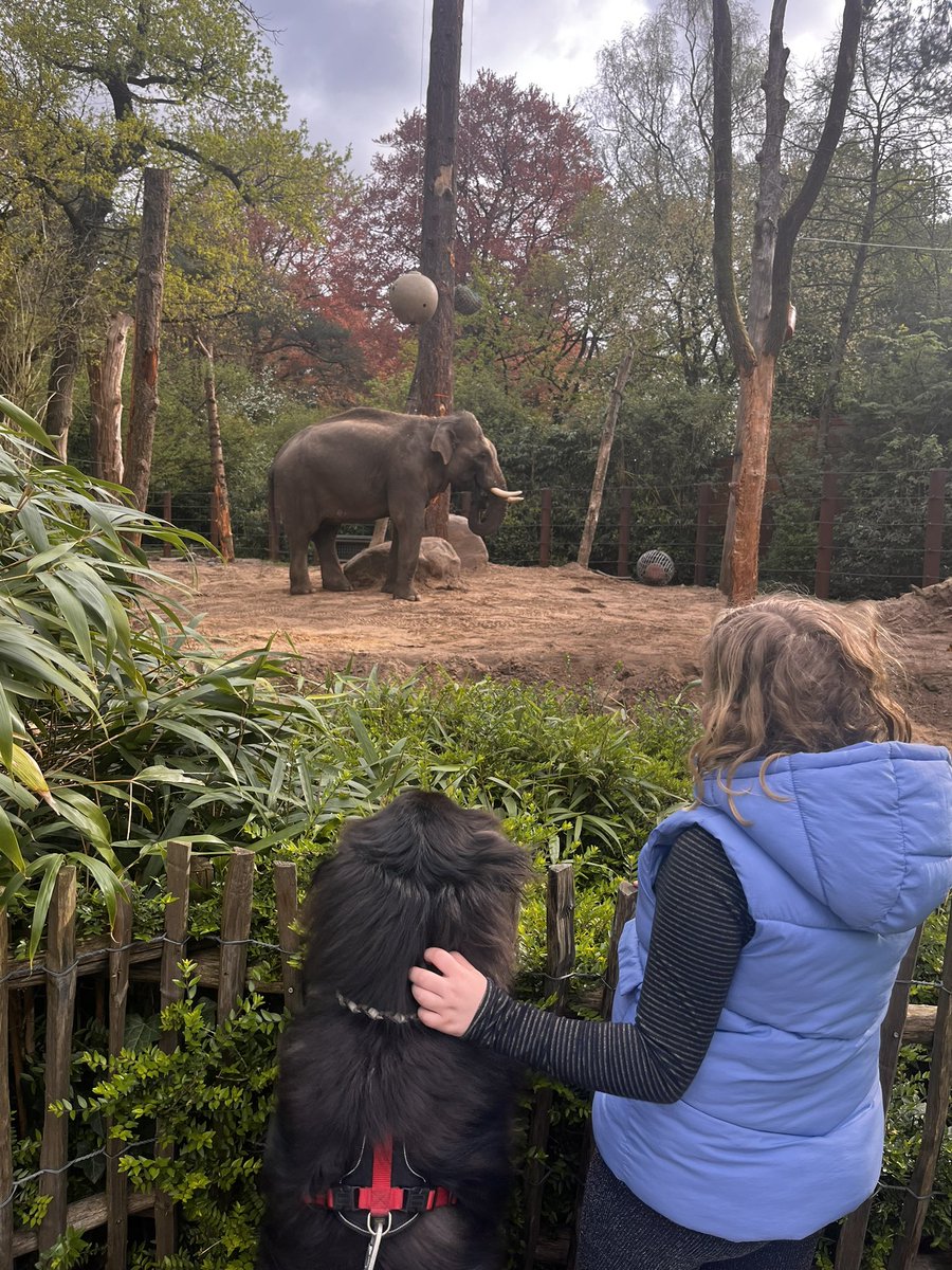 Olifantjes kieken #dierenparkamersfoort