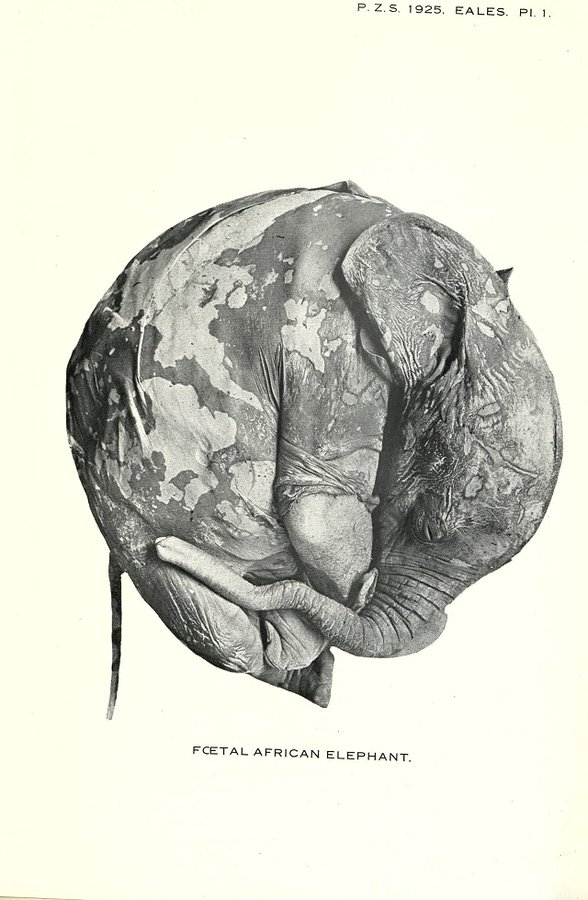 ZSLLibrary's tweet photo. Marine biologist Nellie Eales was born #OTD 1889. Awarded a PhD in 1921 for work on cheese mites
@UniofReading; DSc in 1926 for a study of anatomy in foetal African elephants, the subject of this #free to access #reasearchpaper @JZoology : https://t.co/DUazbwnuYt #WomenInSTEM https://t.co/ZZb6Y3YwM4