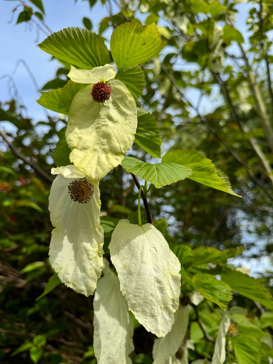 The handkerchief tree (#Davidia involucrata (#Nyssaceae; #Cornales). The best flowering season yet for our young tree 😍