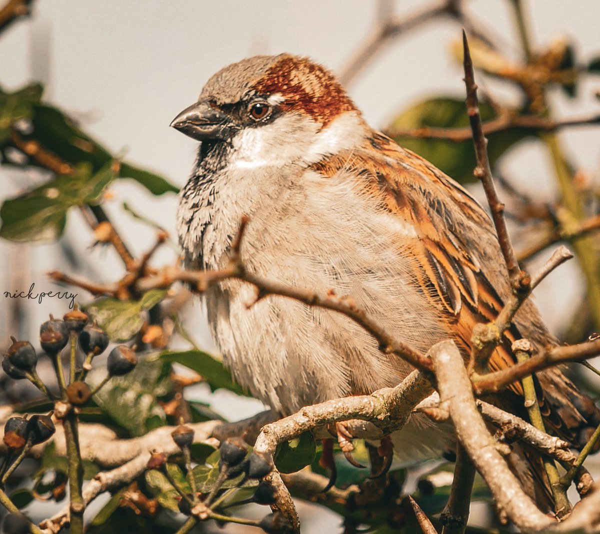 GM #TwitterNatureCommunity How's everyone's sparrow population doing? Post em 👇 For #SparrowSunday talk birds have fun spread the 💙 let's do this #TwitterNaturePhotography #BirdsSeenIn2024 #birding #birdphotography #NatureBeauty #NatureTherapy 🏴󠁧󠁢󠁷󠁬󠁳󠁿