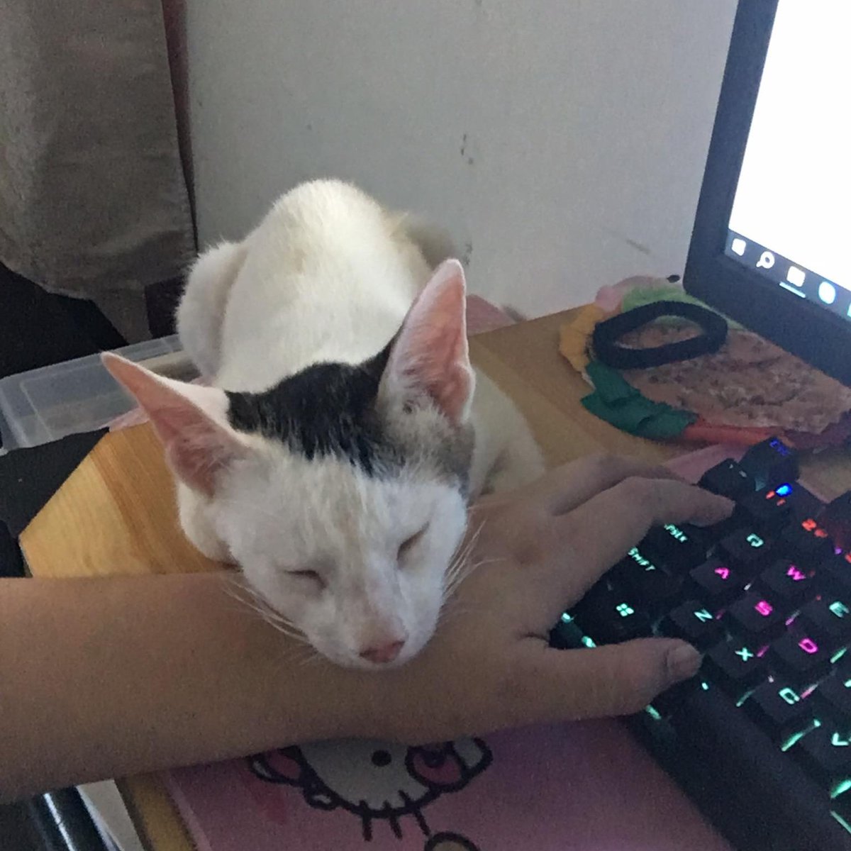 abbydevicente's tweet photo. Kahit Alt+Tab na lang magawa ng kaliwang kamay kong pusa ka, 'wag lang kita magising. 😚😺💗 https://t.co/2zcYA9dW9D