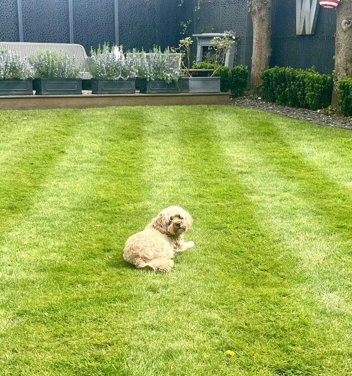 I’m just making sure there’s nothing I need to know about in the garden. You don’t want to rush these things - lying down is the new #HighAlert position 😊