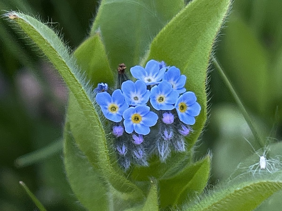 とても小さいお花です⚘⠜

#TLを花でいっぱいにしよう
#ノハラムラサキ
#nature #flowers
#flowerphotography