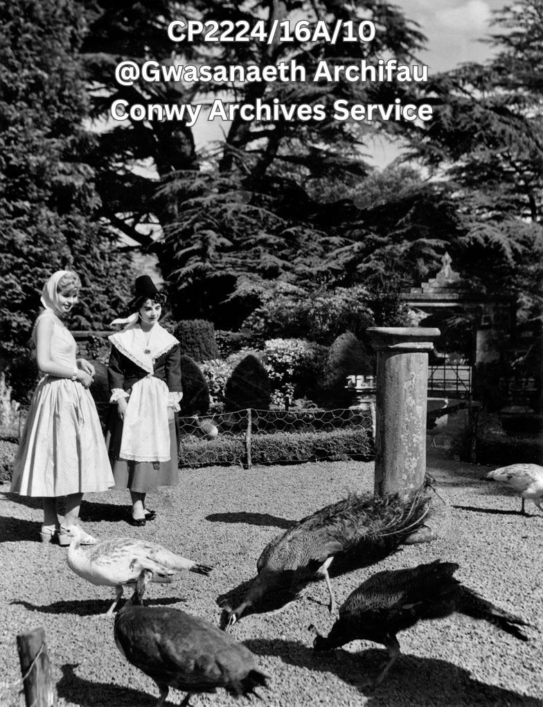 We're lucky to be based in a part of the world full of nature, which means plenty of #ArchiveAnimals in our collection. Take this example of peacocks pecking for seed at Gwydir Castle in the 1950s, observed by a girl in Welsh dress. #Archive30
