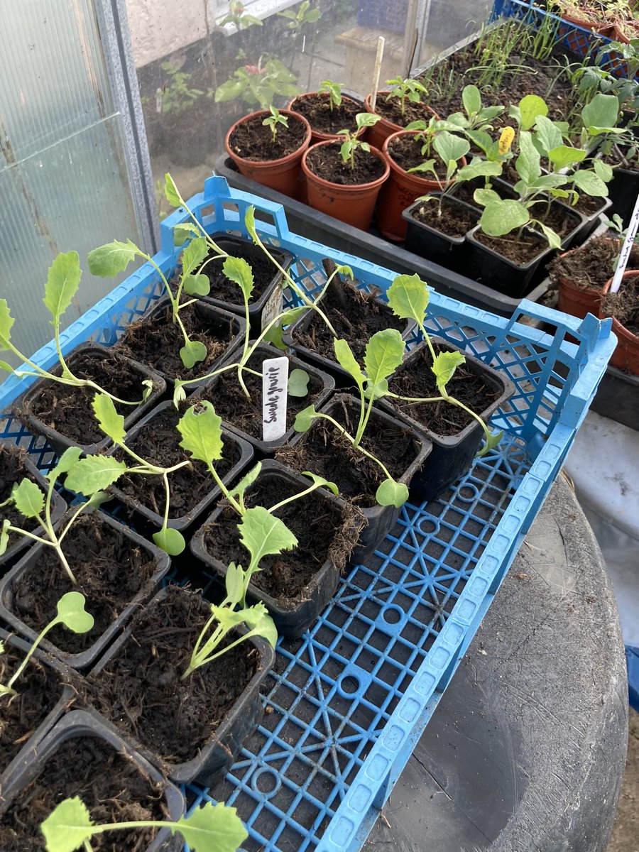 Things starting to look ok in the greenhouse, finally seeing some sun ☀️