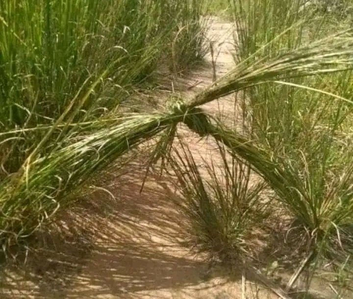 Muchazviziva here izvi?. The people who used to do this have grown up and so has their malicious devices to bring you down. Continue to watch out for the tied grass in your life. #BlessedSunday