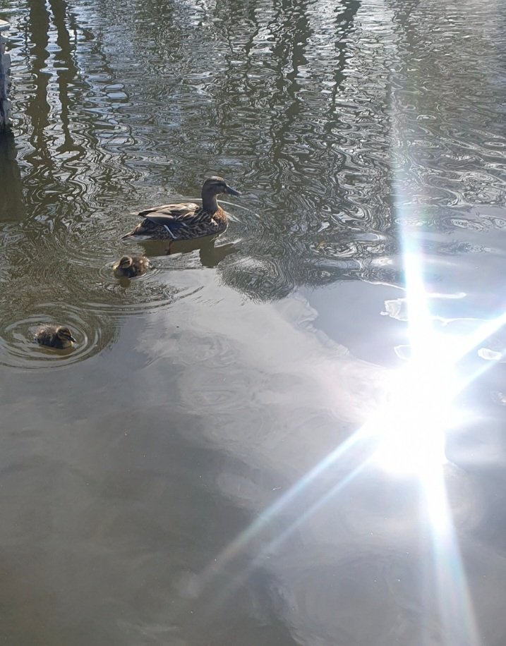 There here, they've arrived our first 2 ducklings, so cute. It's a glorious day why not pop along and see them for yourselves 😀🦆🌞 #fourteenlocks #mbact #ducklings #sunshine