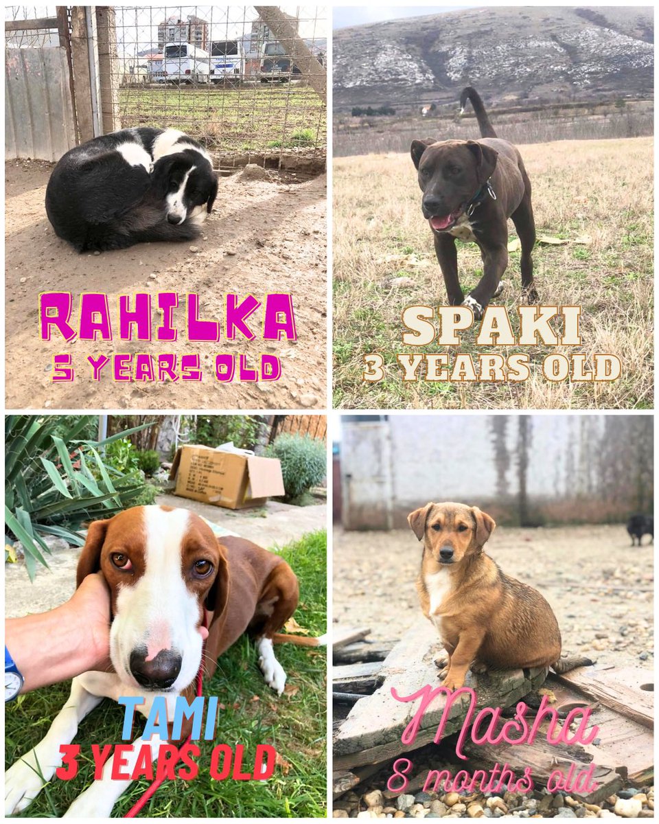 Even more Dogs looking for their forever homes. Full details can be found on the adoption page 👉 facebook.com/LendAPawRescue where you can also message us. And we can be messaged on WhatsApp 👉 wa.me/message/ All the dogs are in Northern Macedonia and ready to travel to