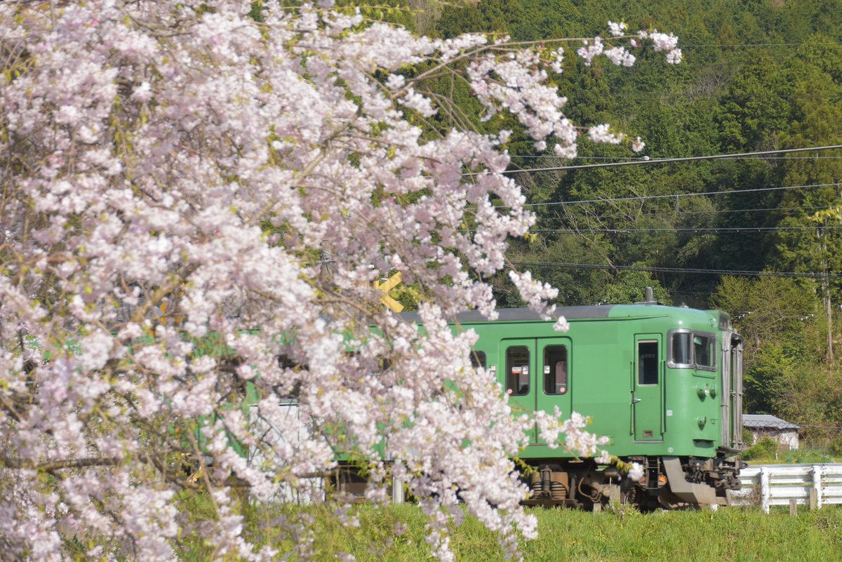 stream302620's tweet photo. 2024年4月13日㈯

桜もだいぶ散ってしまいましたが朝来地区では
まだまだ見ごろの場所もありました。

今年は和田山→竹田の河岸の菜の花が見事です。 https://t.co/lN9emnJthe