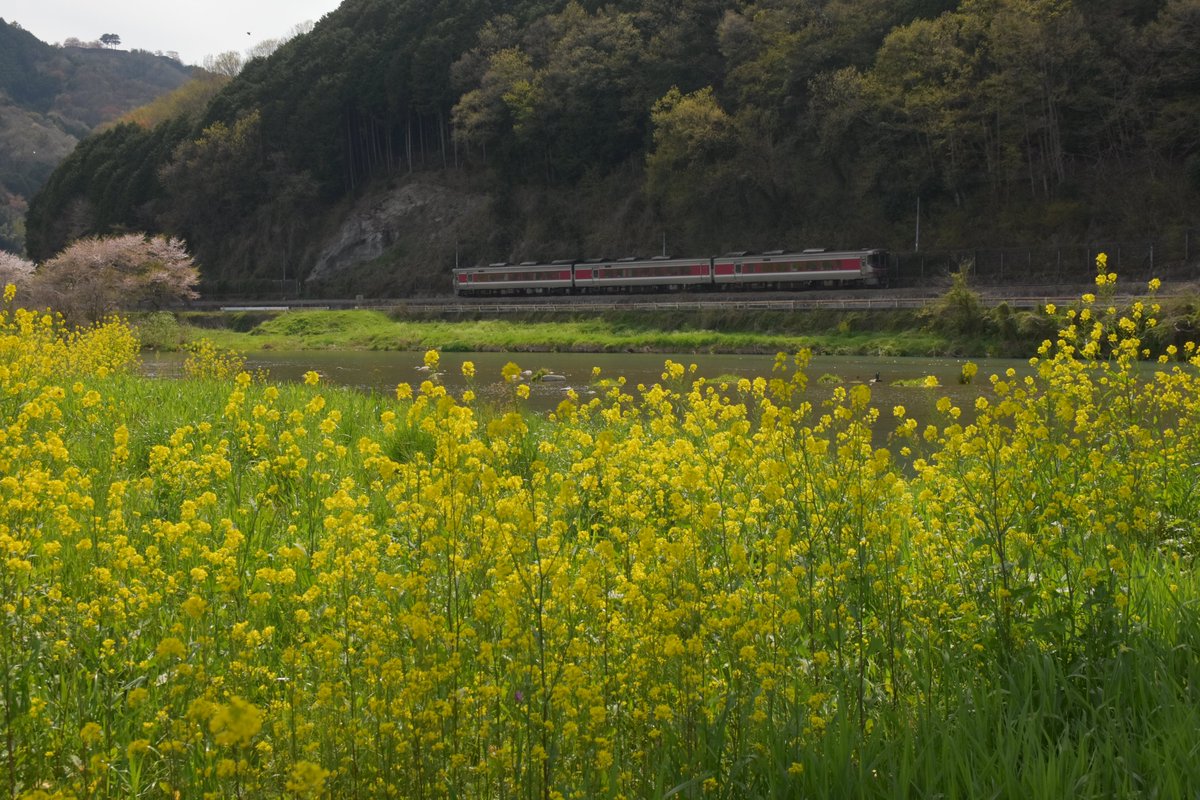 stream302620's tweet photo. 2024年4月13日㈯

桜もだいぶ散ってしまいましたが朝来地区では
まだまだ見ごろの場所もありました。

今年は和田山→竹田の河岸の菜の花が見事です。 https://t.co/lN9emnJthe
