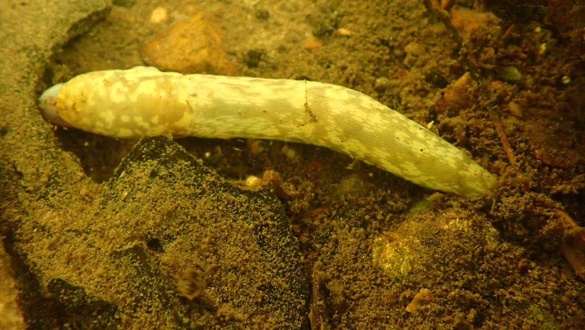 Good to see plenty Freshwater Shrimps (Gammarus pulex) in River Sapiston/Black Bourn #Ixworth, not good seeing #invasivealien Signal Crayfish. Lake Sponge (Spongilla lacustris) under rocks & bridge. On my last 2 swims have seen live Cellar Slugs (Limacus sp) in rivers. Why? 6/9