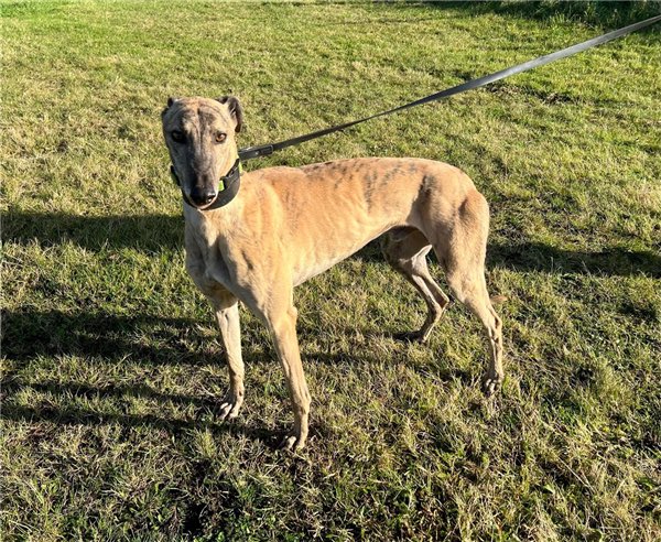 JubileeKennels's tweet photo. Our girls have been getting all the attention in enquiries lately at Cumbria @greyhoundtrust but what about the boys?!
We have some beautiful males available at the moment looking for their forever homes, #MarkstreetDan , #BallymacAlfred , #GreatGossey & #SomeStuff are pictured https://t.co/H1TqLZLhJg