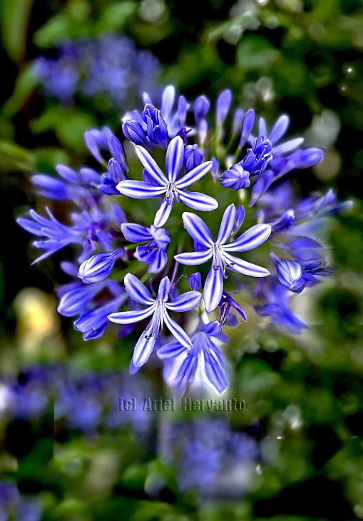 #lilyofthenile #agapanthus