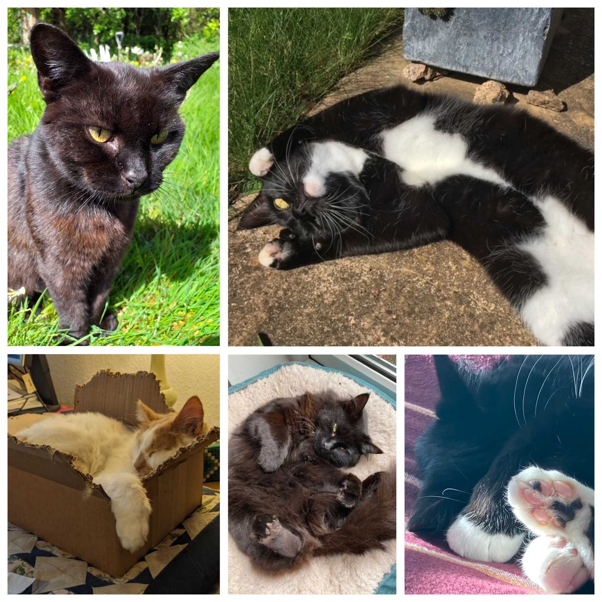 Here are a few of the cats who support the Somerset Archive Team #ArchiveAnimals #CatBoxSunday #CatsOfTwitter #ShowUsYourCats @ARAScot