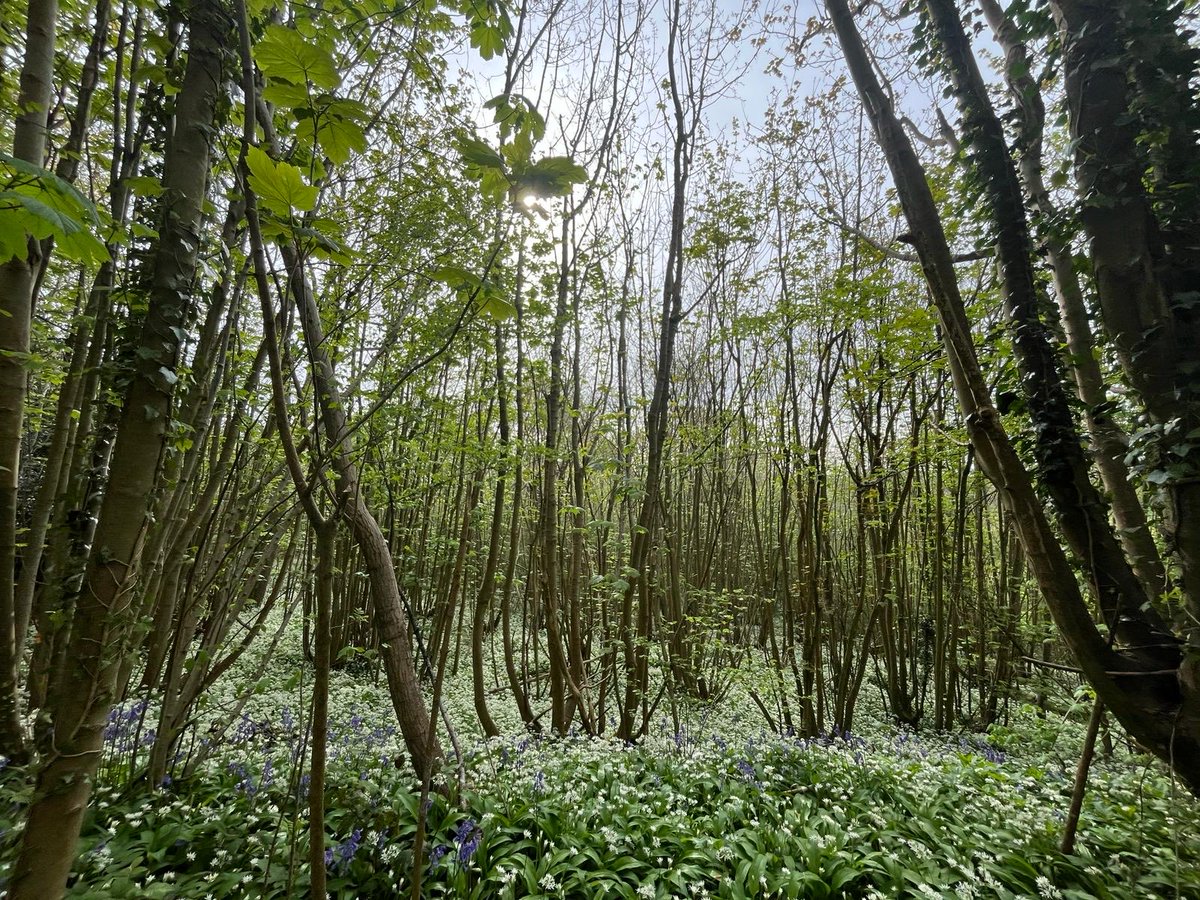 Massive covering of wild garlic found in the woods - Kent