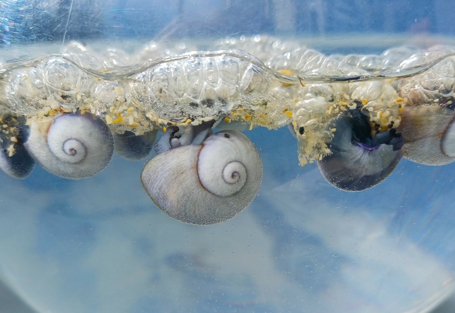 Friends of Portheras tweet media