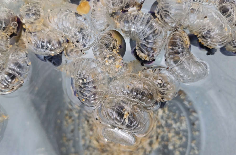 Friends of Portheras tweet media