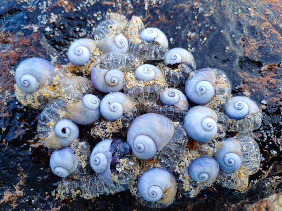 Friends of Portheras tweet media