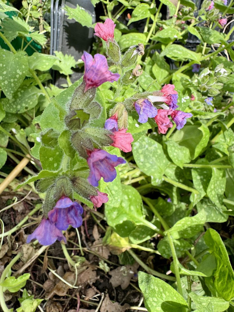 dtcb67's tweet photo. Some lovely Lungwort growing in the garden, nabbing a batch of leaves for another tincture 🙌🏻👍🏻
But still being careful to leave all the flowers for the bumble bees, not that there is that many ☹️🐝 #helpthebees https://t.co/rsKVaiE4U7