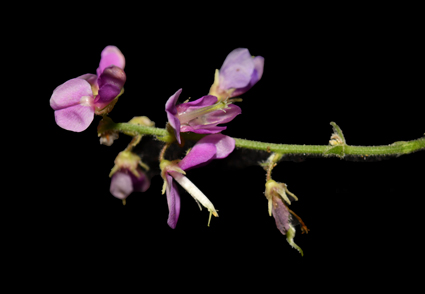 NEW PEA PLEASE!
Meet: Hegnera obcordata (Fabaceae: Desmodieae), a #NewSpecies & #NewGenus for the flora of China 2024
#BotanicNews link: phytotaxa.mapress.com/pt/article/vie…