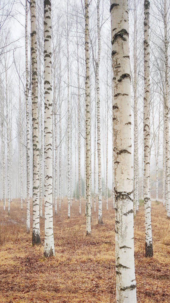 Valkoiset rungot sumua vasten pysäytti taasen aamusella.