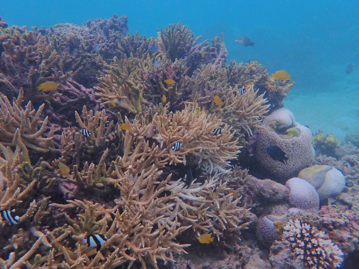 jassijap's tweet photo. Great Barrier Reef is a wonderful place to be! https://t.co/TVcOrqDLH1