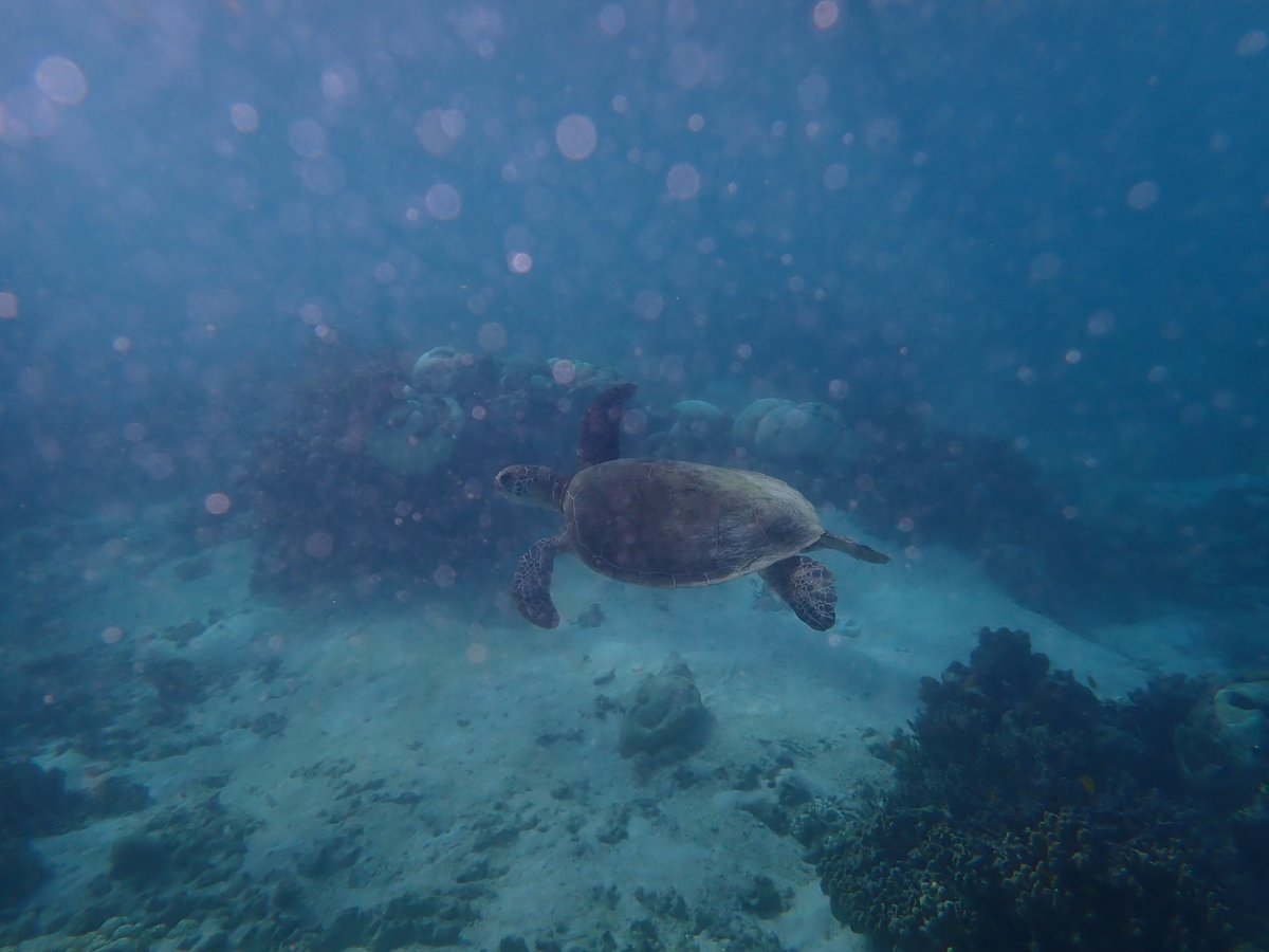 jassijap's tweet photo. Great Barrier Reef is a wonderful place to be! https://t.co/TVcOrqDLH1