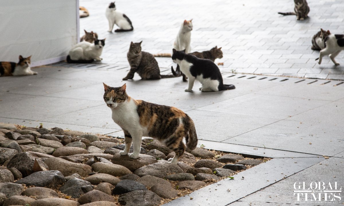 After verification from multiple sources on Saturday, it was confirmed that the student surnamed Guo who abused cats was expelled by Jiangxi Normal University. The latest decision came after another postgraduate student candidate for Lanzhou University was not included in the…