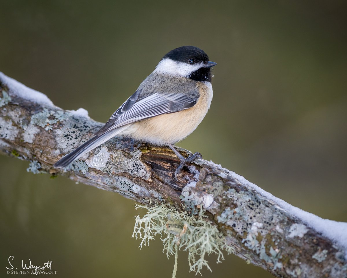 Borb.

Hanwell, #NewBrunswick, Canada
February 2023

#chickadee #BCCH #nature #wildlife #photography #naturephotography #wildlifephotography #Nikon #Z9 #Sigma500f4