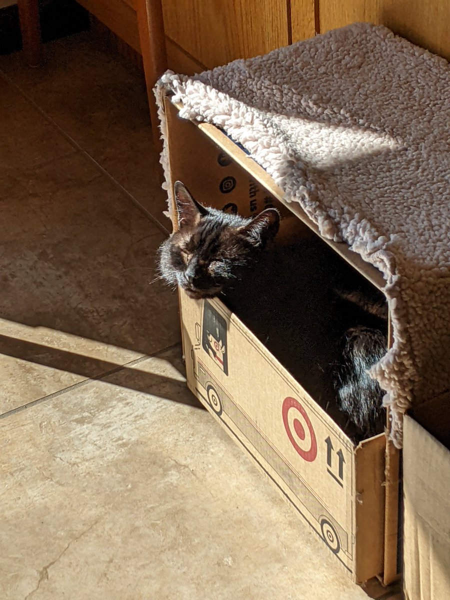 Eddie was overwhelmed by all of the birthday wishes yesterday so he's having a rest today. #catboxsunday #SundayMorning #blackcats #panfursquad #moggies #catpics #minipanfur #RescueCats #cats #voidcats #catsinboxes #CatsOfX #CatsOnX #CatsOfTwitter #CatsOnTwitter #CatTwitter