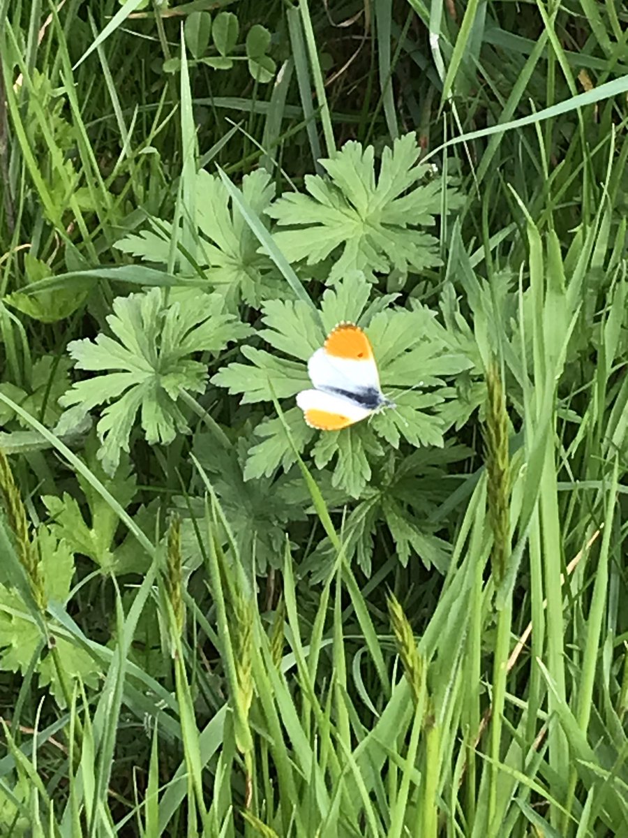 Finally turned up! The lady’s smock has nearly finished flowering, but the hedge mustard is in full flower which it also likes #OrangetipButterfly