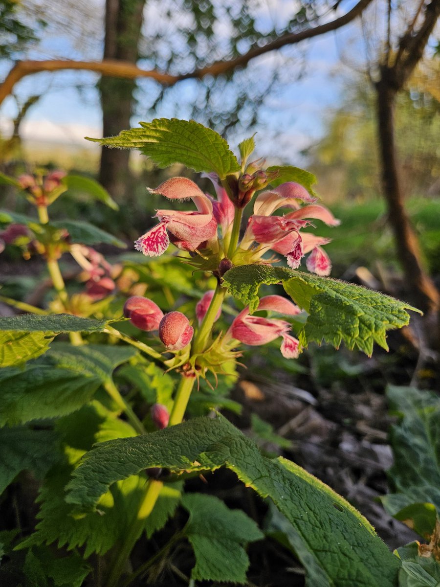 Lamium orvala in low sun...