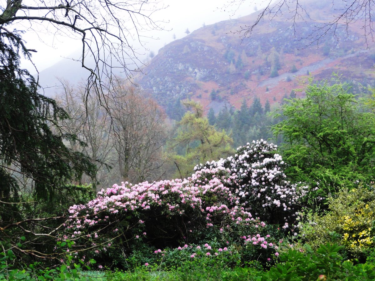 Rhododendron under a misty fell at Mirehouse near Bassenthwaite in the Lake District on Friday. I guess the cloud and rain suits the rhododendrons, many of which are brightly flowered at the moment.