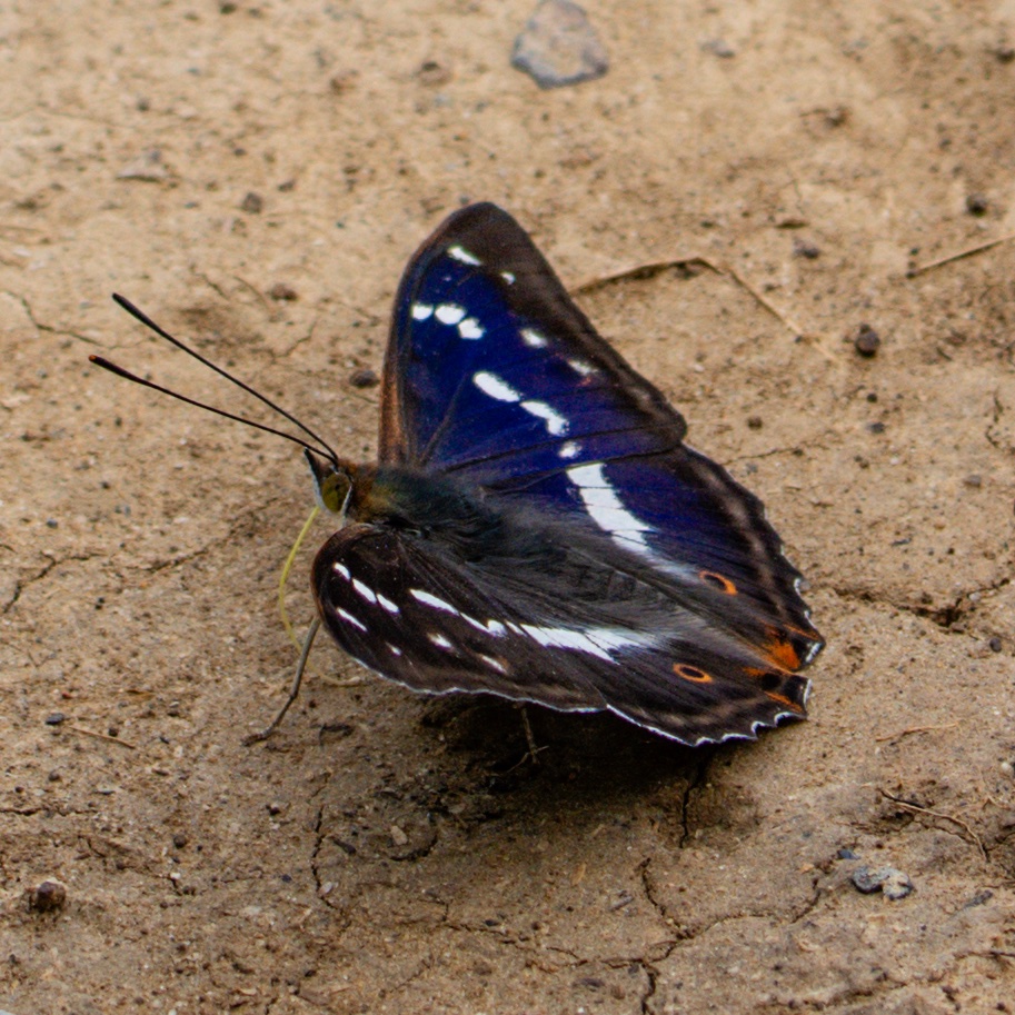 plowe315's tweet image. Fantastic work as always, Trish ... take a journey out too and find His Imperial Majesty 🥰