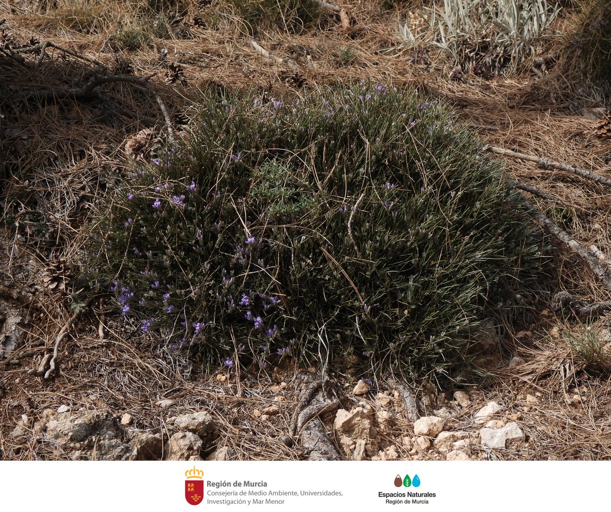 En las cumbres de #SierraEspuñaPR se pueden ver en floración los #Piornos, que son conocidos como #AsientoDePastor (Erinacea anthyllis). Es una planta muy resistente a la escasez de agua que en estos momentos embellecen las zonas altas con sus flores de color morado 🌄 #Flora