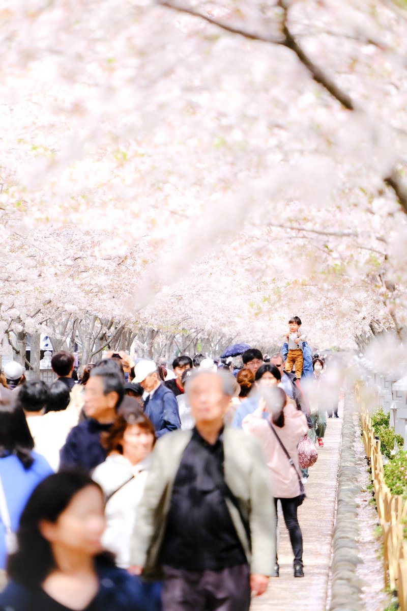 2024.04.11 鶴岡八幡宮 二の鳥居
FUJIFILM XS-10 + XF55-200mm F3.5-4.8 R LM OIS
with Lightroom
#streetphotography #streetsnap  #街角スナップ #ストリートスナップ #fujifilm #fujixseries #fujixs10 #富士フイルム #sakura #桜 #鎌倉 #参道