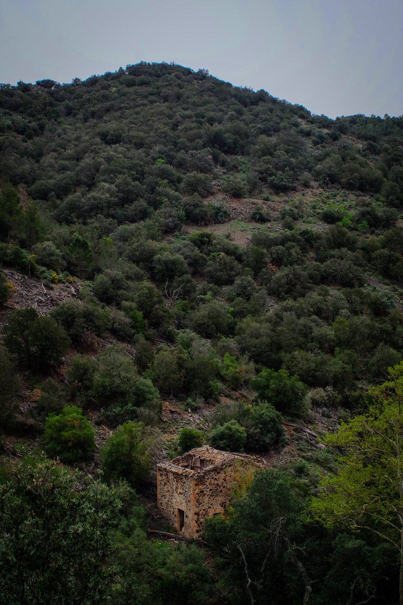 repoblem's tweet photo. Tot dependrà que l'eix d'aquest nou paradigma de gestió no pivoti sobre les mateixes coordenades que encenen els llumins que calen foc al bosc.
#bosc
#boscosdecatalunya
#incendiforestal
#repoblem. https://t.co/Y2w8KQDZJ9
