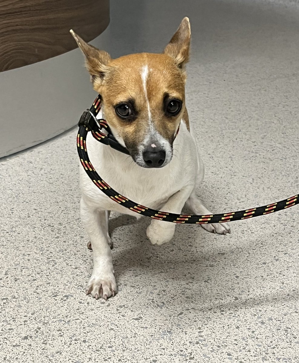 Please retweet to help FIND THE OWNER OR A RESCUE SPACE FOR THIS STRAY DOG FOUND #LEIGHTONBUZZARD #BEDFORDSHIRE #UK 🆘🆘 Female Jack Russell Terrier, no chip found April 7. Now in a council pound she could be missing or stolen from another area, please share widely. Proof of…