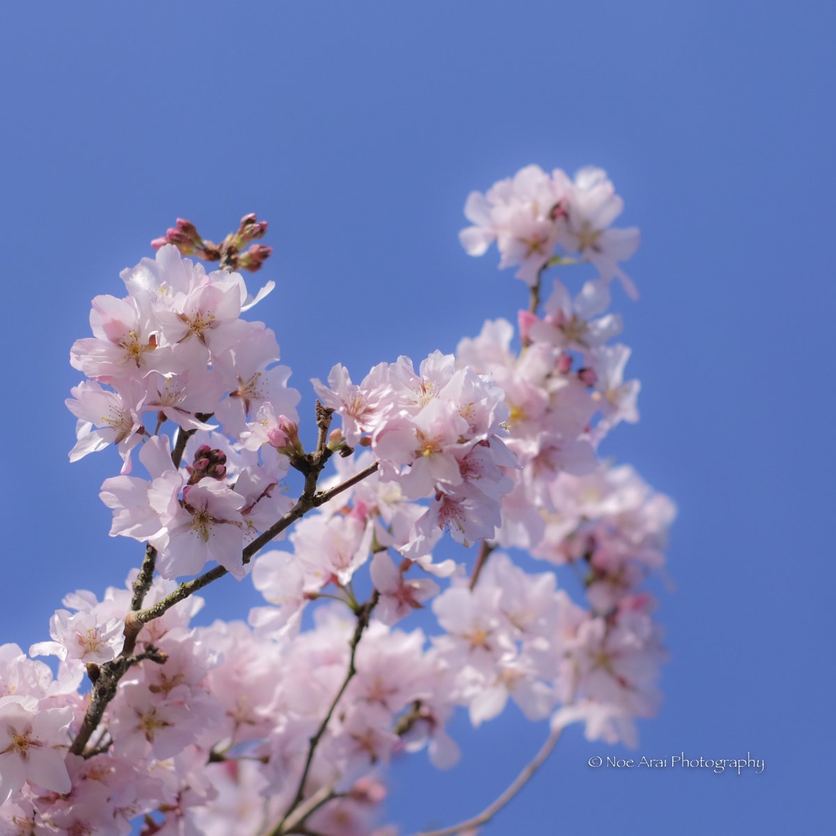 小湊鉄道を撮りに行った日にみつけた早咲きの桜です。
つぼみも花びらも可愛いですね。❛ ֊ ❛
#千葉県 #市原市 #tokyocameraclub #花 #桜 #今日もX日和 #xt2 #xf35 #life_with_camera #FUJIFILM #beautiful
#Japan #photo_travelers #photo_shorttrip #cherryblossom #lovely #flower #spring #sweet
