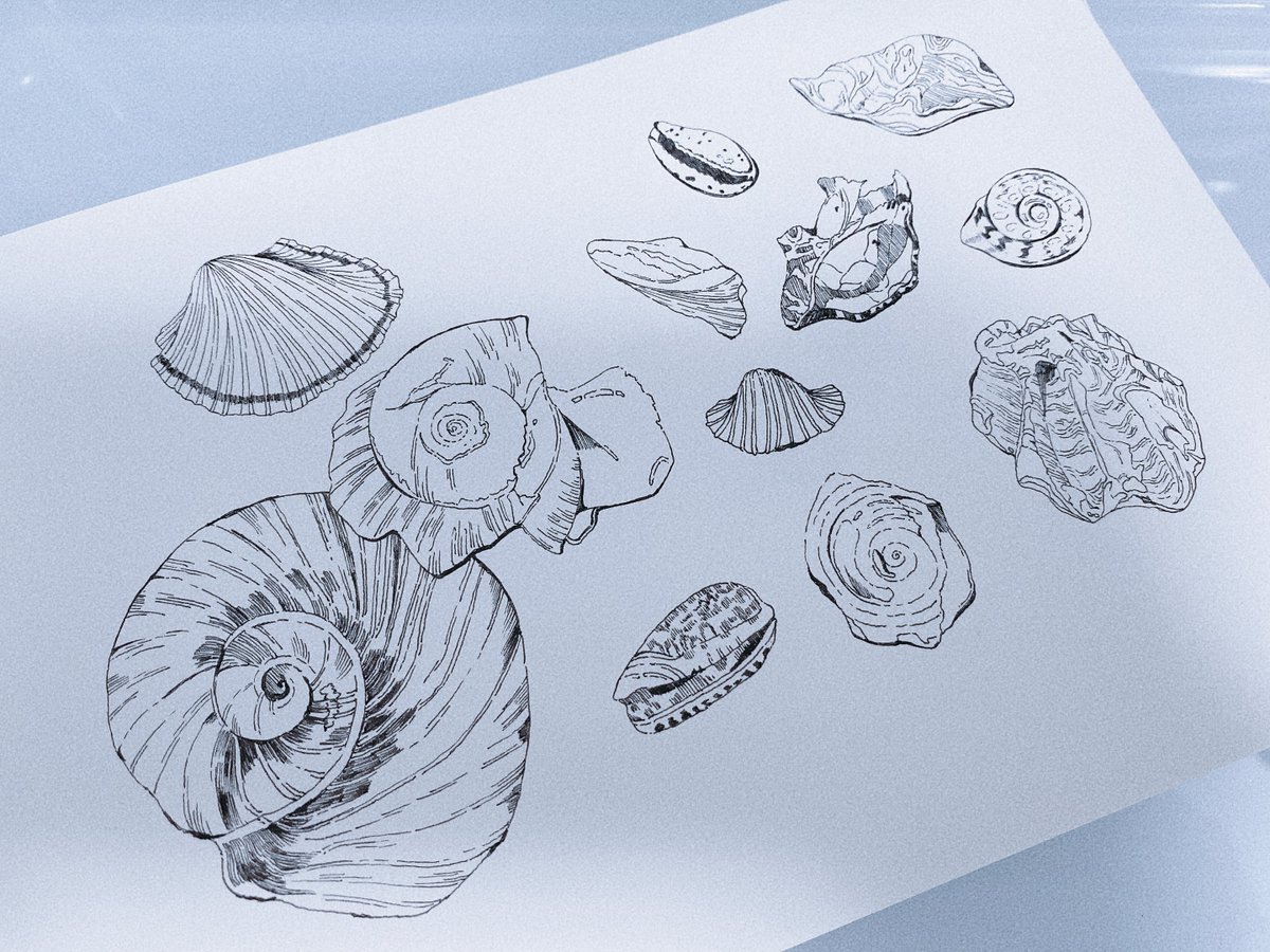 夢の話を聞きながら、久しぶりに貝殻を数個描きましたたのしい...🐚 