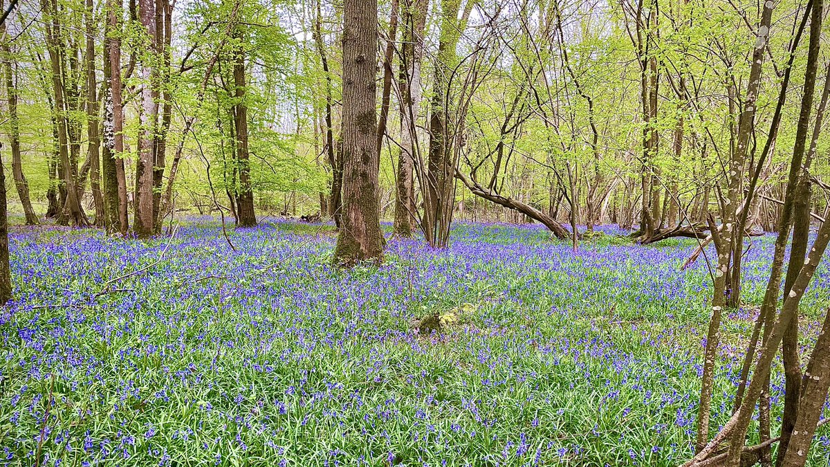 It’s #bluebell time in Hoad’s Wood. Whilst 4 or 5 acres have been illegally dumped on with landfill waste, there are another 195 acres of ancient woodland filled with beauty. 👉 change.org/rescuehoadswood 👈