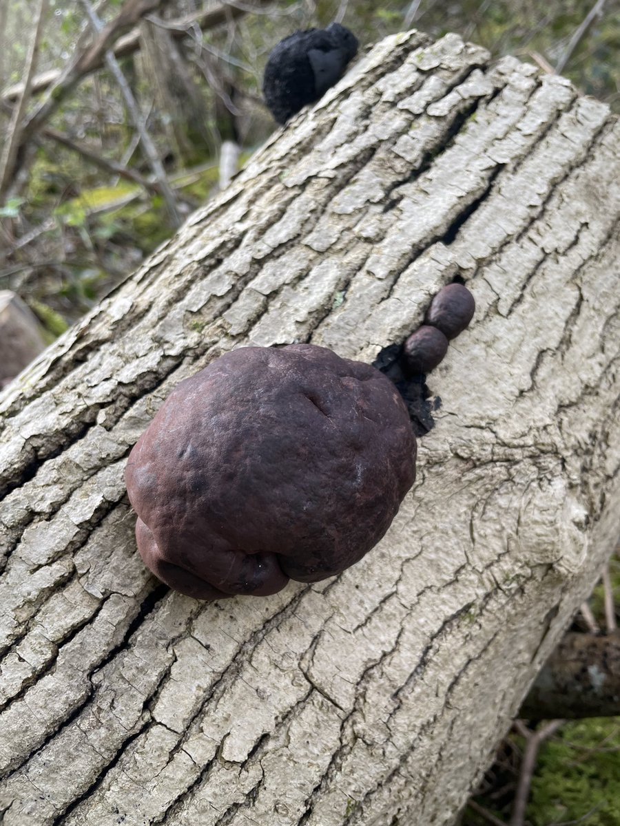 Usually small affairs like maybe a little Eccles cake, King Alfred’s Cake fungus enjoys a bit of dead ash. But this one was a whopper- at least NT scone size and maybe even the diameter of a Chorley cake! @nt_scones #EveryoneNeedsNature