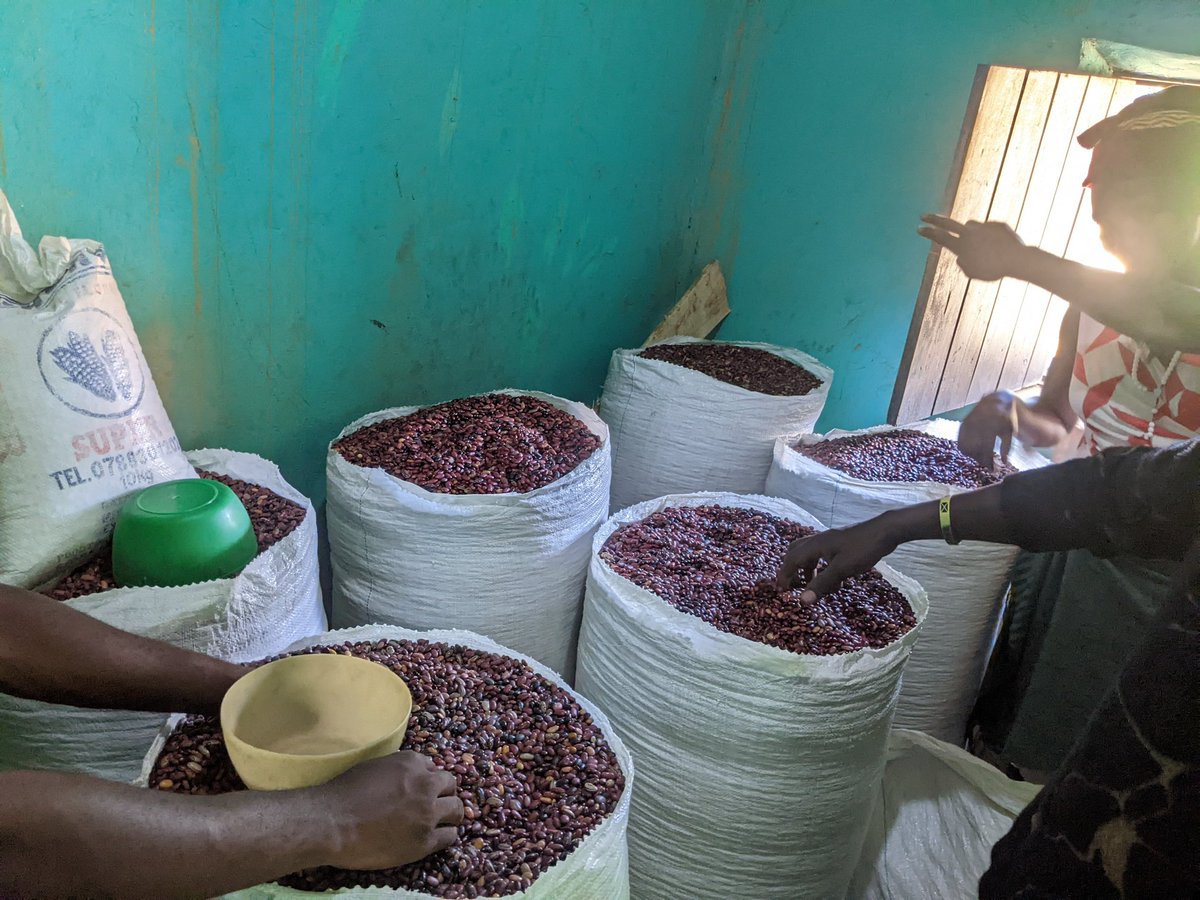 OliveNiyo's tweet photo. We are celebrating our achievement with the youth association called Imbereheza r'ubyiruko, in Nyamagabe district. Our post-harvest store for cereal commodities has reduced losses  during harvest and ensured sufficient supply in off-seasons
@CorpsAfricaRda @Nyamagabe @RwandaAgri https://t.co/s31f1gDXxJ