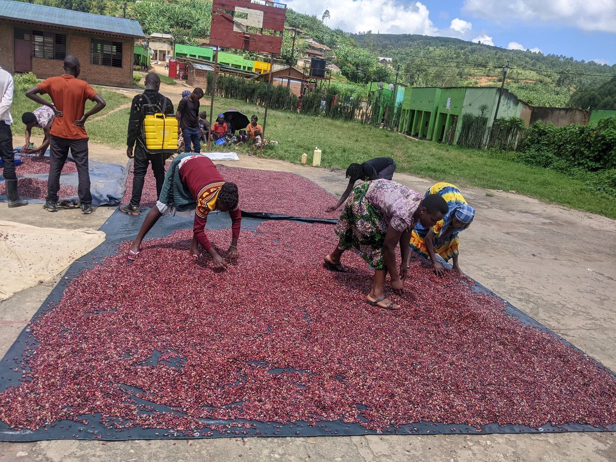 We are celebrating our achievement with the youth association called Imbereheza r'ubyiruko, in Nyamagabe district. Our post-harvest store for cereal commodities has reduced losses during harvest and ensured sufficient supply in off-seasons @CorpsAfricaRda @Nyamagabe @RwandaAgri